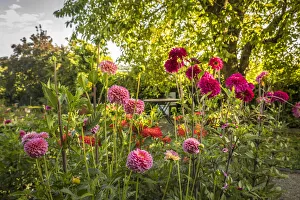 Dahlias in the perennial garden of Hornbach Monastery in Hornbach, Rhineland-Palatinate Dahlias in the perennial garden of Hornbach Monastery in Hornbach, Rhineland-Palatinate