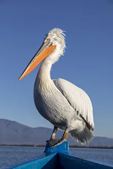A Dalmatian pelican sits on the front of a blue boat at lake Kerkini A Dalmatian pelican sits on the front of a blue boat at lake Kerkini