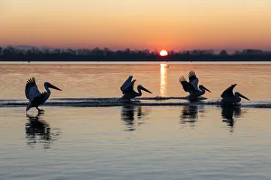 Dalmatian pelicans land on Lake Kerkini at sunrise, Lake Kerkini National Park, Serres Dalmatian pelicans land on Lake Kerkini at sunrise, Lake Kerkini National Park, Serres