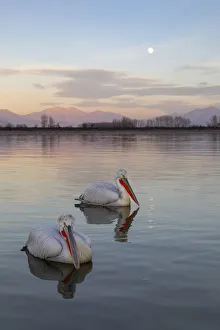 Two Dalmatian pelicans swim on lake Kerkini as the moon rises, Lake Kerkini National Park Two Dalmatian pelicans swim on lake Kerkini as the moon rises, Lake Kerkini National Park