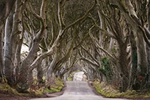 The Dark Hedges, Breagah Road, County Antrim, Northern Ireland The Dark Hedges, Breagah Road, County Antrim, Northern Ireland