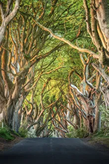The Dark Hedges Print, Stanocum, Northern Ireland