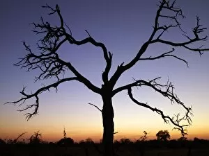 Images Dated 15th July 2006: A dead tree silhouetted against a dusk sky