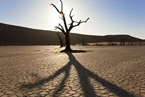 Images Dated 12th August 2010: Dead trees in dried clay pan, Namib Naukluft National Park, Namibia