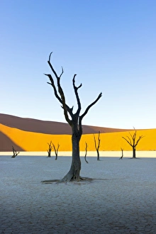 Dead Vlei, Sossusvlei, Namib desert at sunrise, Namibia, Africa Dead Vlei, Sossusvlei, Namib desert at sunrise, Namibia, Africa