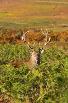 Images Dated 16th March 2009: Deer, Bradgate Park, Leicestershire, England