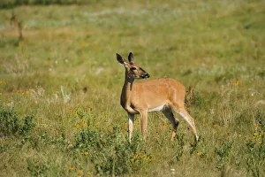 Deer, Custer State Park, Custer County, Black Hills, Western South Dakota, USA Deer, Custer State Park, Custer County, Black Hills, Western South Dakota, USA