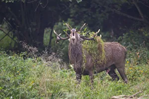 Deer in love, italian alps, Piedmont, Italy Deer in love, italian alps, Piedmont, Italy