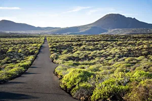 Desert road with bush vegetation and volcano in background, Lanzarote, Canary Islands Desert road with bush vegetation and volcano in background, Lanzarote, Canary Islands