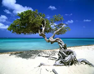 Single Collection: Divi Divi Tree, Aruba, Lesser Antilles, Caribbean