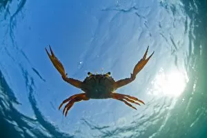Images Dated 26th November 2007: Djibouti. A Red Swimming Crab