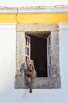 Dog at window, Evora, Alentejo, Portugal Dog at window, Evora, Alentejo, Portugal