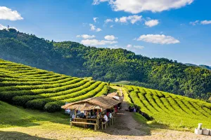 Doi Mae Salong tea plantation, Chiang Rai, Thailand Doi Mae Salong tea plantation, Chiang Rai, Thailand
