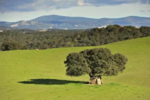 Dolmen and cork tree at Portalegre. Alentejo, Portugal Dolmen and cork tree at Portalegre. Alentejo, Portugal