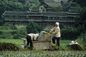 Dong women thresh rice near Chengyang Village Dong women thresh rice near Chengyang Village