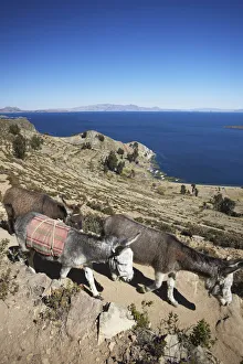 Donkeys walking on Isla del Sol (Island of the Sun), Lake Titicaca, Bolivia Donkeys walking on Isla del Sol (Island of the Sun), Lake Titicaca, Bolivia