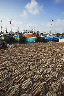 Dried fish, Negombo, Western Province, Sri Lanka Dried fish, Negombo, Western Province, Sri Lanka