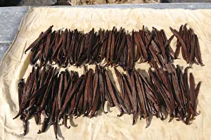 Dried Vanilla beans, Moorea, French Polynesia, South Seas Dried Vanilla beans, Moorea, French Polynesia, South Seas