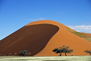 Dune 45 under a clear blue sky near Sossusvlei, Namibia Dune 45 under a clear blue sky near Sossusvlei, Namibia