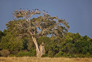 As dusk approaches, Marabou storks roost in large wild fig tree near the Mara River As dusk approaches, Marabou storks roost in large wild fig tree near the Mara River