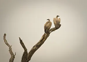 Eagles, Serengeti National Park, Tanzania Eagles, Serengeti National Park, Tanzania