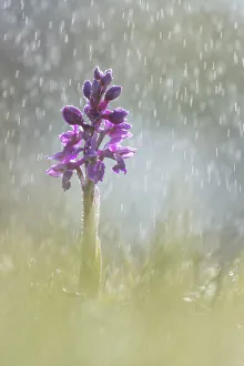 Early Purple Orchid (Orchis mascula) in rain shower, Hardington Moor NNR, Somerset Early Purple Orchid (Orchis mascula) in rain shower, Hardington Moor NNR, Somerset