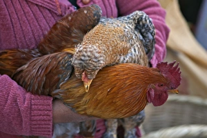 Ecuador, Plump cockerels and chickens are sold at the weekly farmersâ market at Sangolqui Ecuador, Plump cockerels and chickens are sold at the weekly farmersâ market at Sangolqui