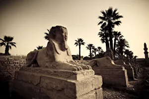 Egypt, Luxor, Luxor Temple, Avenue of Sphinxes Egypt, Luxor, Luxor Temple, Avenue of Sphinxes