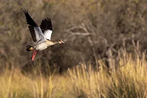 Egyptian Goose, Okavango Delta, Botswana Egyptian Goose, Okavango Delta, Botswana