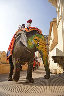 Elephant at the Amber Fort, city of Jaipur, Rajasthan, India Elephant at the Amber Fort, city of Jaipur, Rajasthan, India