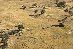 Elephant Herd, Okavango Delta, Botswana Elephant Herd, Okavango Delta, Botswana