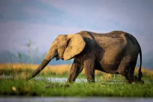 Mana Pools National Park, Sapi and Chewore Safari Areas Gallery: Elephant, Mana Pools National Park, Zimbabwe