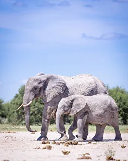 Elephant mother and calf, Nxai Pan National Park, Botswana Elephant mother and calf, Nxai Pan National Park, Botswana