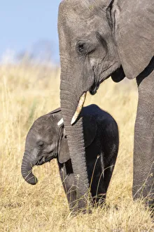 Elephant mother and calf, Okavango Delta, Botswana Elephant mother and calf, Okavango Delta, Botswana