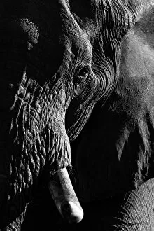 Okavango Delta Collection: Elephant Portrait, Okavango Delta, Botswana
