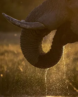 Elephant trunk drinking, Okavango Delta, Botswana Elephant trunk drinking, Okavango Delta, Botswana