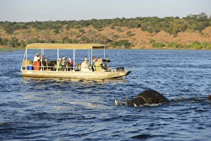 Elephant walking through Chobe River, Chobe National Park, near the town of Kasane Elephant walking through Chobe River, Chobe National Park, near the town of Kasane