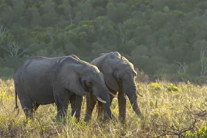 Elephants at dawn, Botlierskop Private Game Reserve, Western Cape, South Africa Elephants at dawn, Botlierskop Private Game Reserve, Western Cape, South Africa