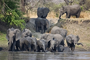 Elephants drink and cool off in the Katuma River Elephants drink and cool off in the Katuma River