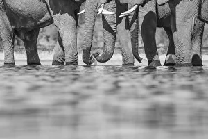 Elephants drinking, Okavango Delta, Botswana Elephants drinking, Okavango Delta, Botswana