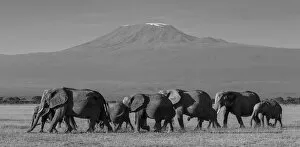 Kilimanjaro National Park Collection: Elephants and Mount Kilimanjaro, Amboseli, Kenya, black and white
