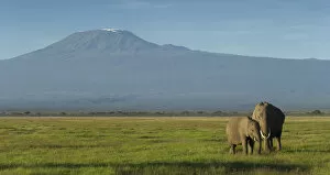 Kilimanjaro National Park Collection: Elephants and Mount Kilimanjaro, Amboseli, Kenya