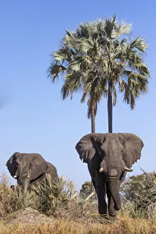 Elephants, Okavango Delta, Botswana, Okavango Delta, Botswana Elephants, Okavango Delta, Botswana, Okavango Delta, Botswana