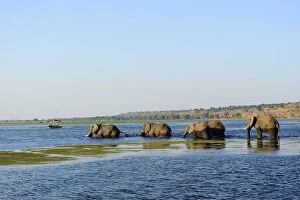 Images Dated 16th November 2012: Elephants walking through Chobe River, Chobe National Park, near the town of Kasane
