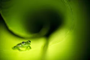: Green Collection