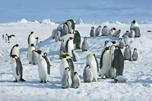 Emperor penguin colony - Antarctica, Antarctic Peninsula, Snowhill Island Emperor penguin colony - Antarctica, Antarctic Peninsula, Snowhill Island