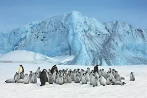 Emperor penguin colony with iceberg - Antarctica, Antarctic Peninsula, Snowhill Island Emperor penguin colony with iceberg - Antarctica, Antarctic Peninsula, Snowhill Island