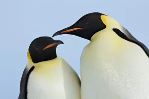 Emperor penguin couple - Antarctica, Antarctic Peninsula, Snowhill Island Emperor penguin couple - Antarctica, Antarctic Peninsula, Snowhill Island