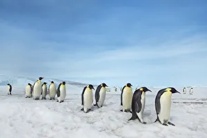 Emperor penguin group - Antarctica, Antarctic Peninsula, Snowhill Island Emperor penguin group - Antarctica, Antarctic Peninsula, Snowhill Island