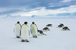 Emperor penguin group coming from ocean - Antarctica, Antarctic Peninsula Emperor penguin group coming from ocean - Antarctica, Antarctic Peninsula